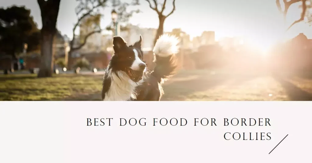 Best Dog Food For Border Collies