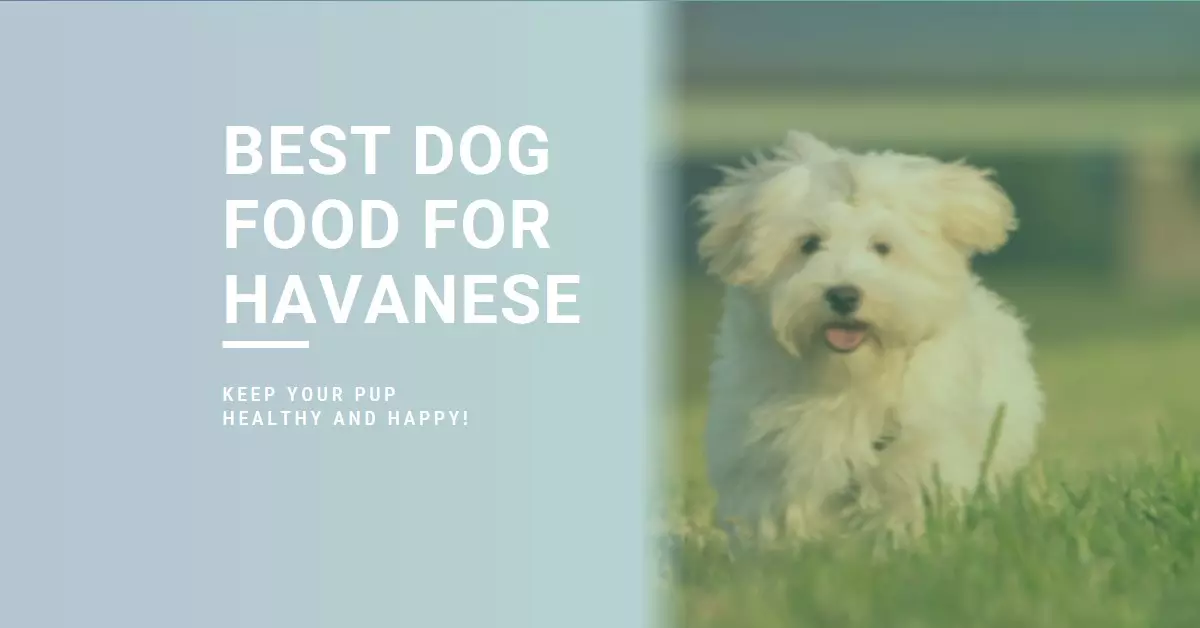 Best Dog Food For Havanese