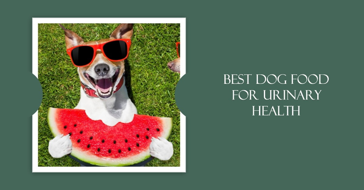 Best Dog Food For Urinary Health