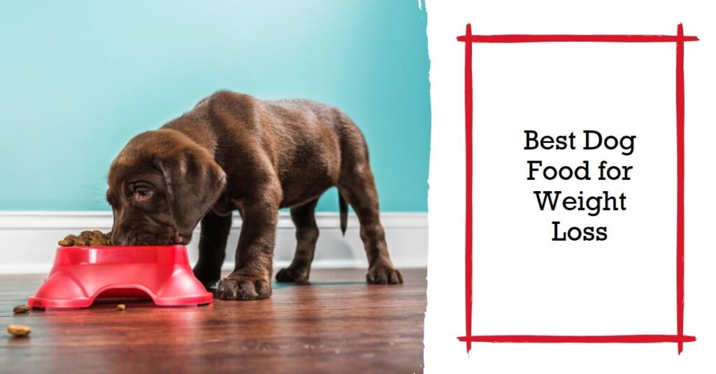 Best Dog Food For Weight Loss