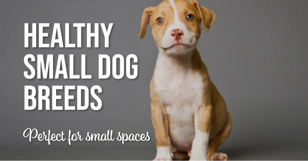 Healthy Small Dog Breeds