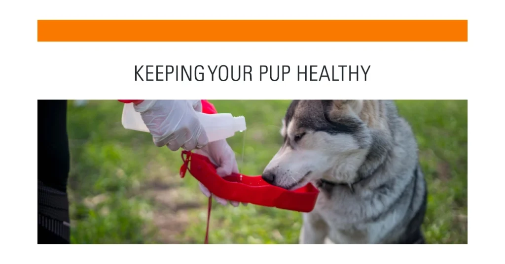 Understanding Canine Health How Often Do Dogs Get Sick