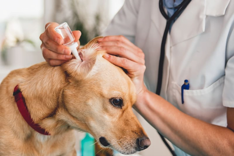 the treatment options for ear infections in dogs